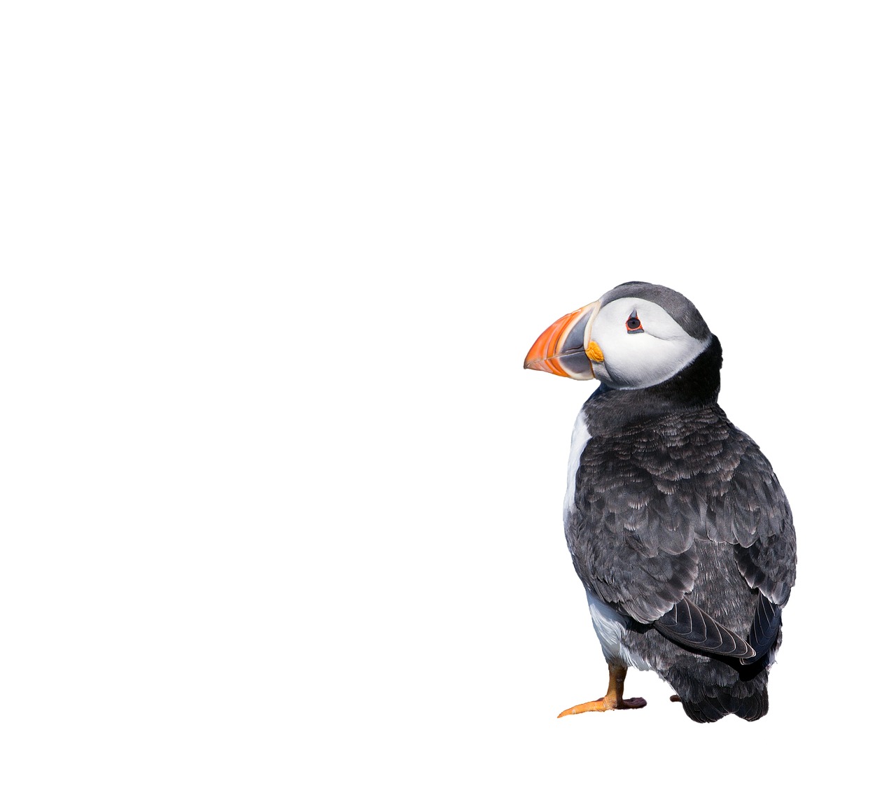 Puffin on white backdrop